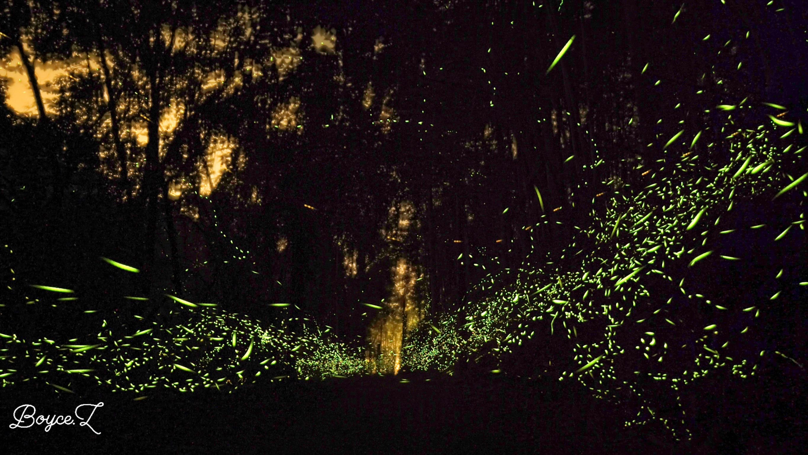 【2026日月潭&南投螢火蟲季｜懶人包&推薦專案】