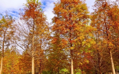 大溪月眉人工溼地生態公園