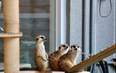 天使&惡魔寵物互動園區