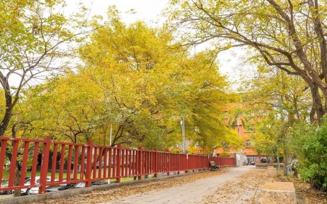 南開科技大學黃花風鈴木