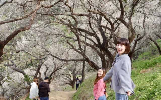 九份二山九尖茶廠