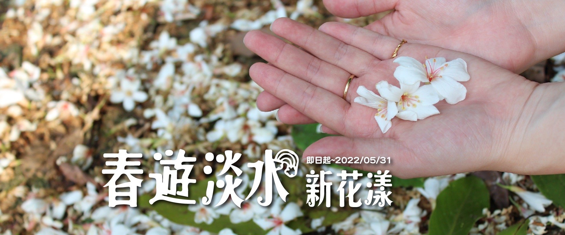 2022春遊淡水新花漾-油桐花