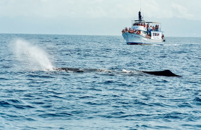 趣賞鯨|花蓮必玩行程