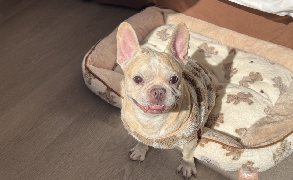 펫 객실 - 시티뷰 패밀리룸