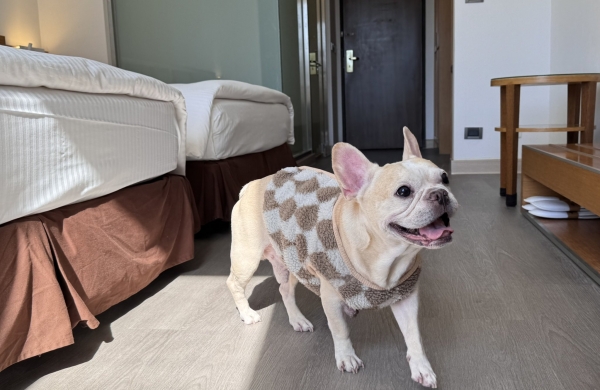 Pet-Friendly Room – City View Family Room