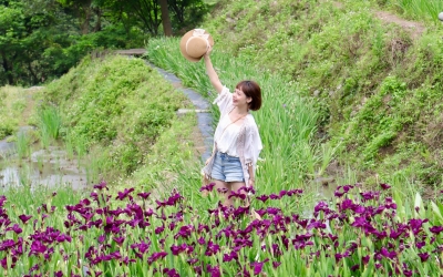 百年梯田石門嵩山鳶尾花