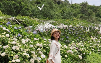 高家繡球花(第三園區)