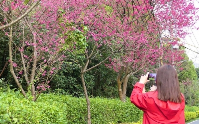 滬尾櫻花大道