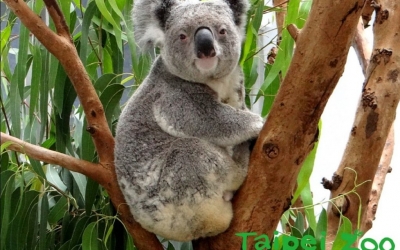 Taipei Zoo