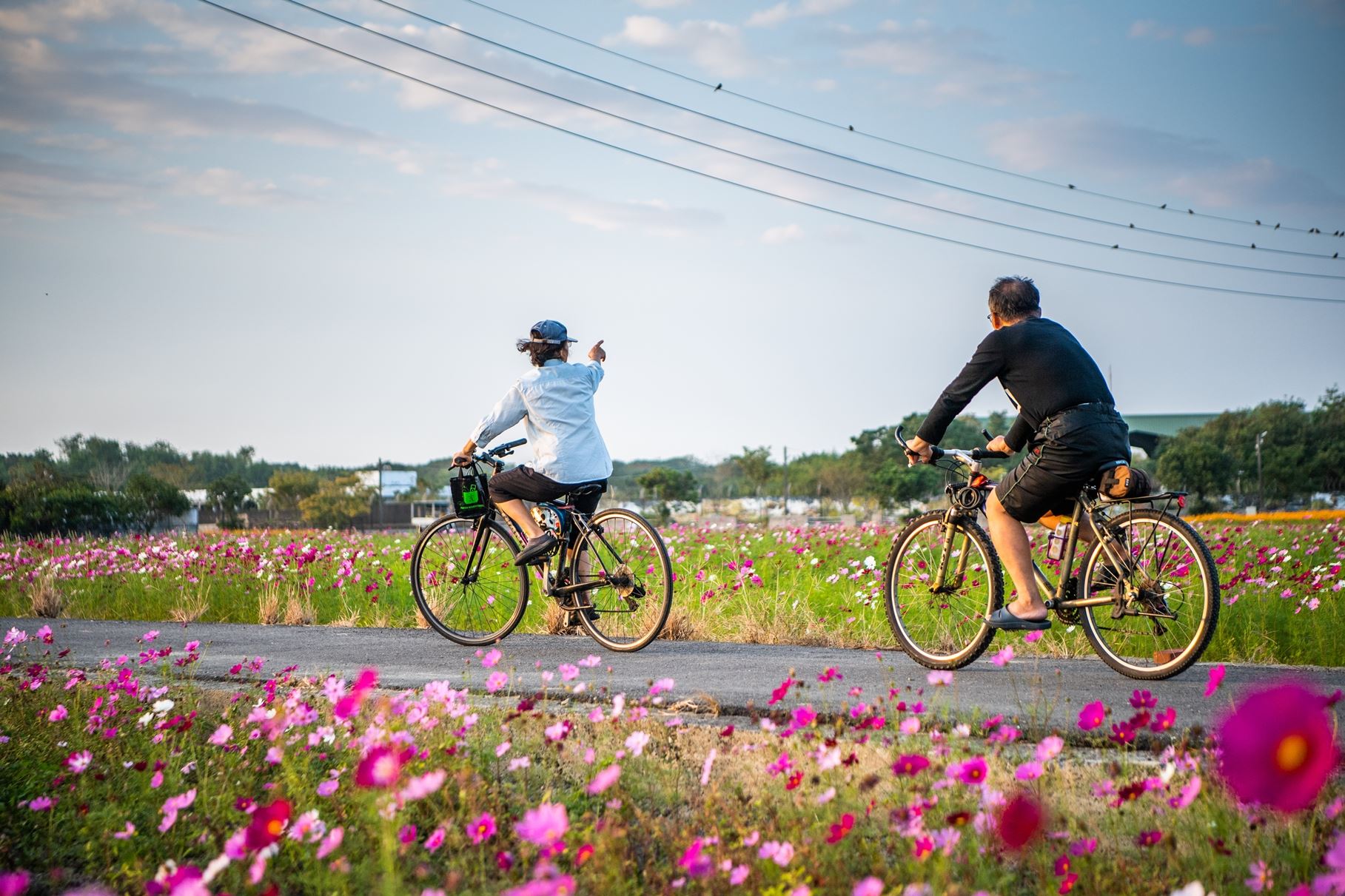 圖五、波斯菊、百日草與向日葵將滿開成海,預計成為年底最夢幻的打卡景點。(圖/嘉義市觀光新聞處) 圖五、波斯菊、百日草與向日葵將滿開成海,預計成為年底最夢幻的打卡景點。(圖/嘉義市觀光新聞處)