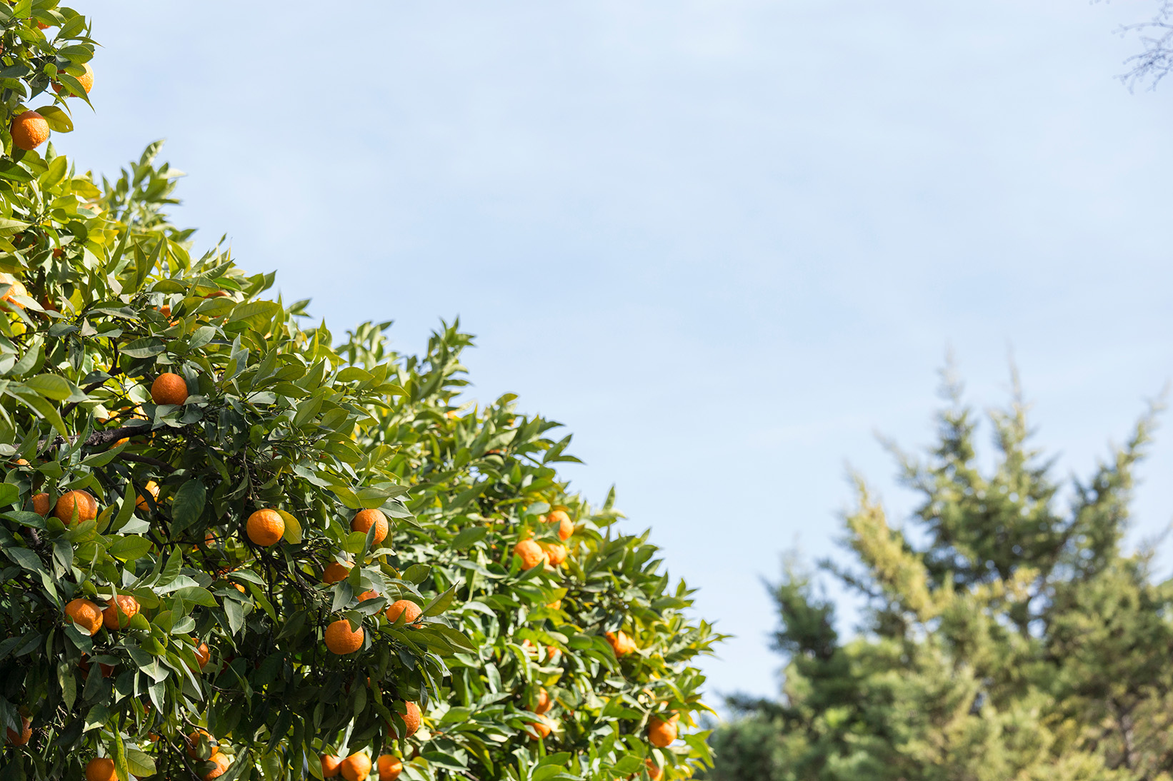 fantastic-scene-orange-tree